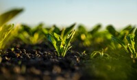 Sugar beet field 